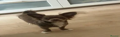 Chihuahua 1