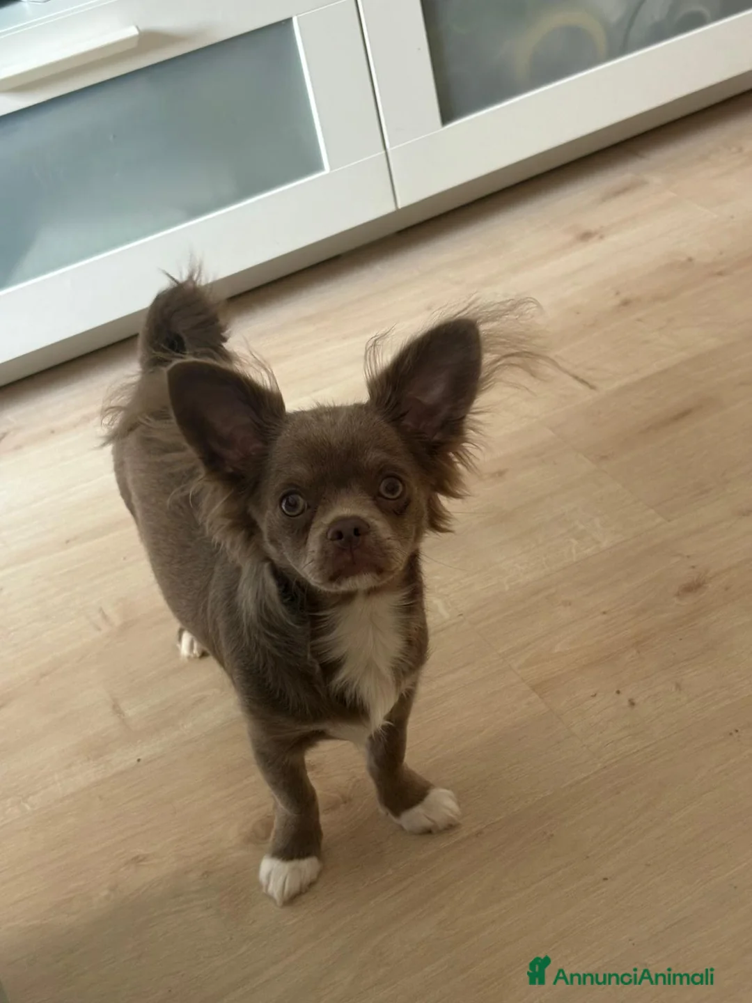 Chihuahua cani in vendita: Chihuahua a pelo lungo a Città metropolitana di Roma Capitale - Annuncio 2