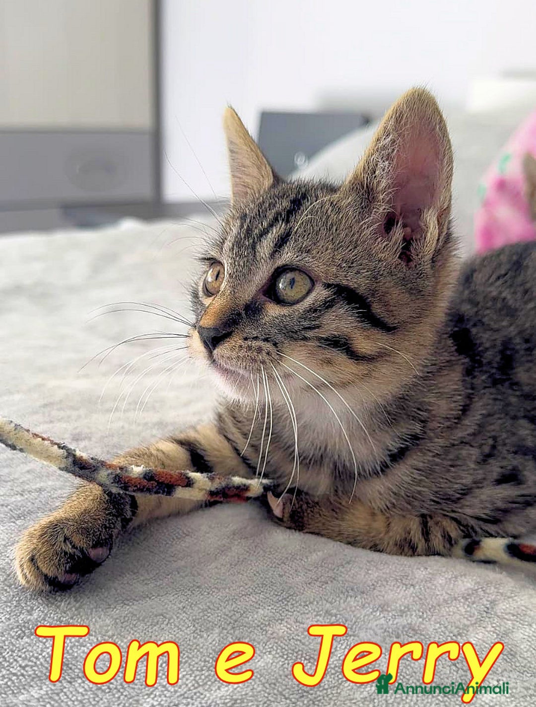 Europeo gatti in regalo: JERRY E TOM GATTIN ADORABILI - Annuncio 6