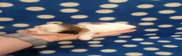 Shih Tzu cani in vendita: Shih Tzu cuccioli - Annuncio 11