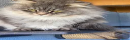 Siberiano gatti in vendita: gattine siberiane ipoallergiche - Annuncio 9