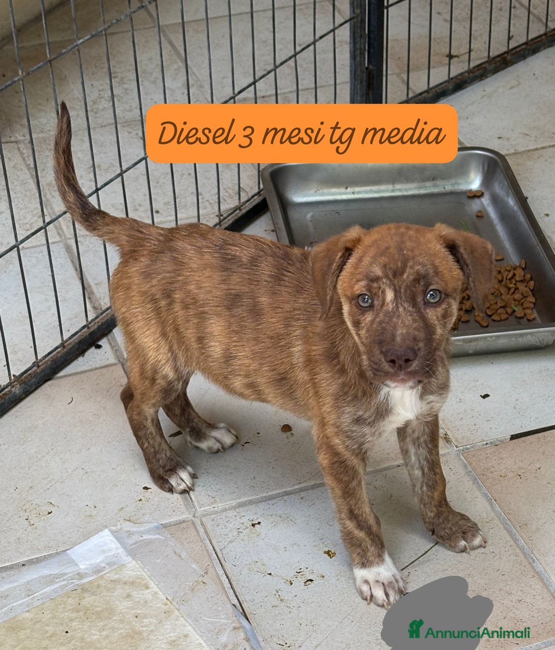 Meticcio cani in regalo: Adozioni cuccioli Da salvare  - Annuncio 4