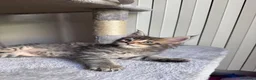 Maine Coon gatti in vendita: Cuccioli Maine Coon - Annuncio 2
