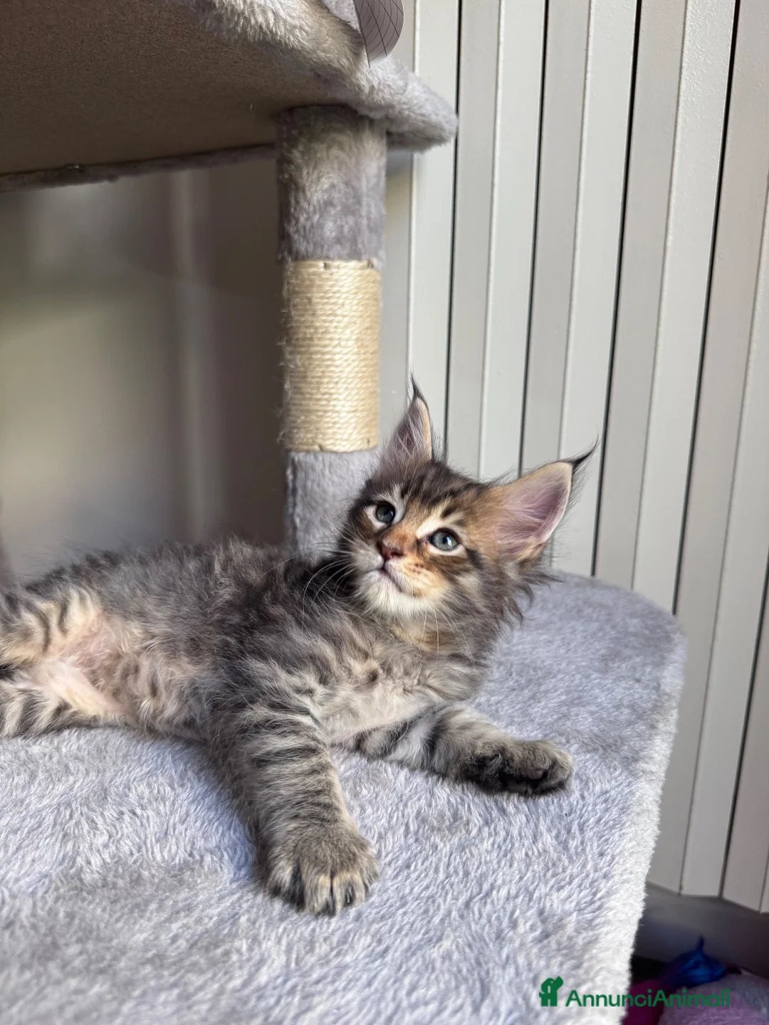 Maine Coon gatti in vendita: Cuccioli Maine Coon - Annuncio 2