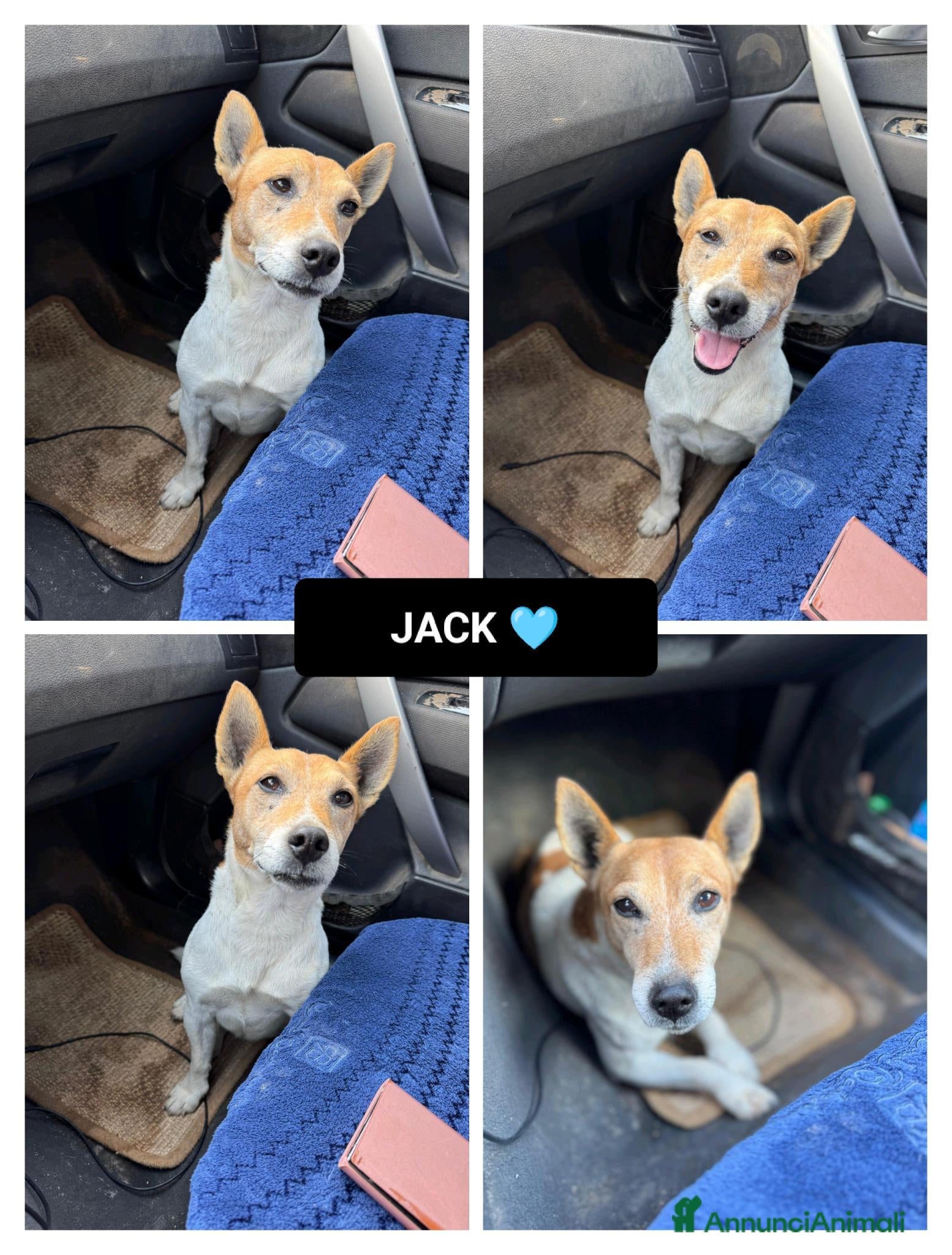 Altre razze cani jack 5 anni - Annuncio 14
