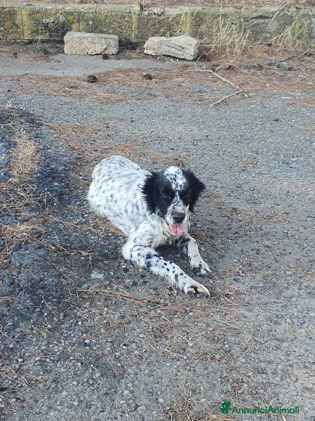 Meticcio cani in regalo: THEA 🩷 ha ancora tanto amore da vivere e da dare  a Provincia di Treviso - Annuncio 2