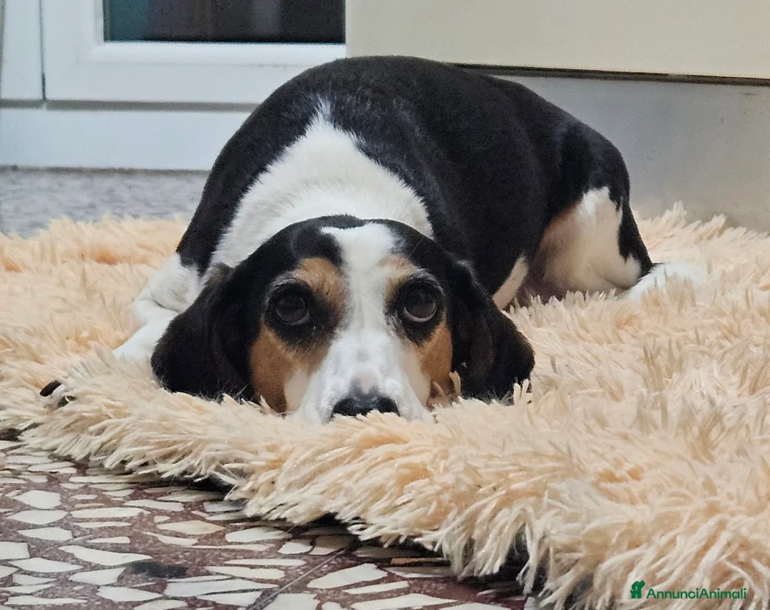 Meticcio cani in regalo: SALVA LA VITA AD UN CUCCIOLO  a Provincia di Reggio Emilia - Annuncio 2