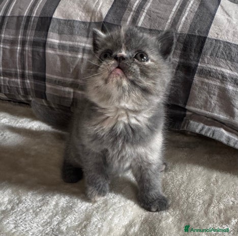 Exotic Shorthair gatti - Annuncio 1