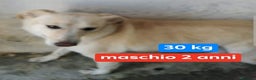 Meticcio cani in regalo: KIM giovane e triste maschio - sui  30 kg - Annuncio 1