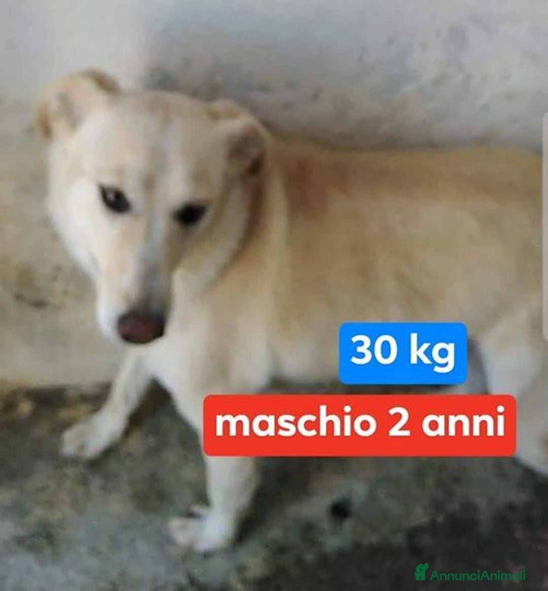Meticcio cani in regalo: KIM giovane e triste maschio - sui  30 kg - Annuncio 1