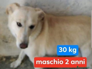 Meticcio cani KIM giovane e triste maschio - sui 30 kg - Annuncio 25