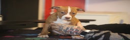 Pitbull cani in vendita: Cuccioli di Pit Bull con pedigree anche a rate - Annuncio 18