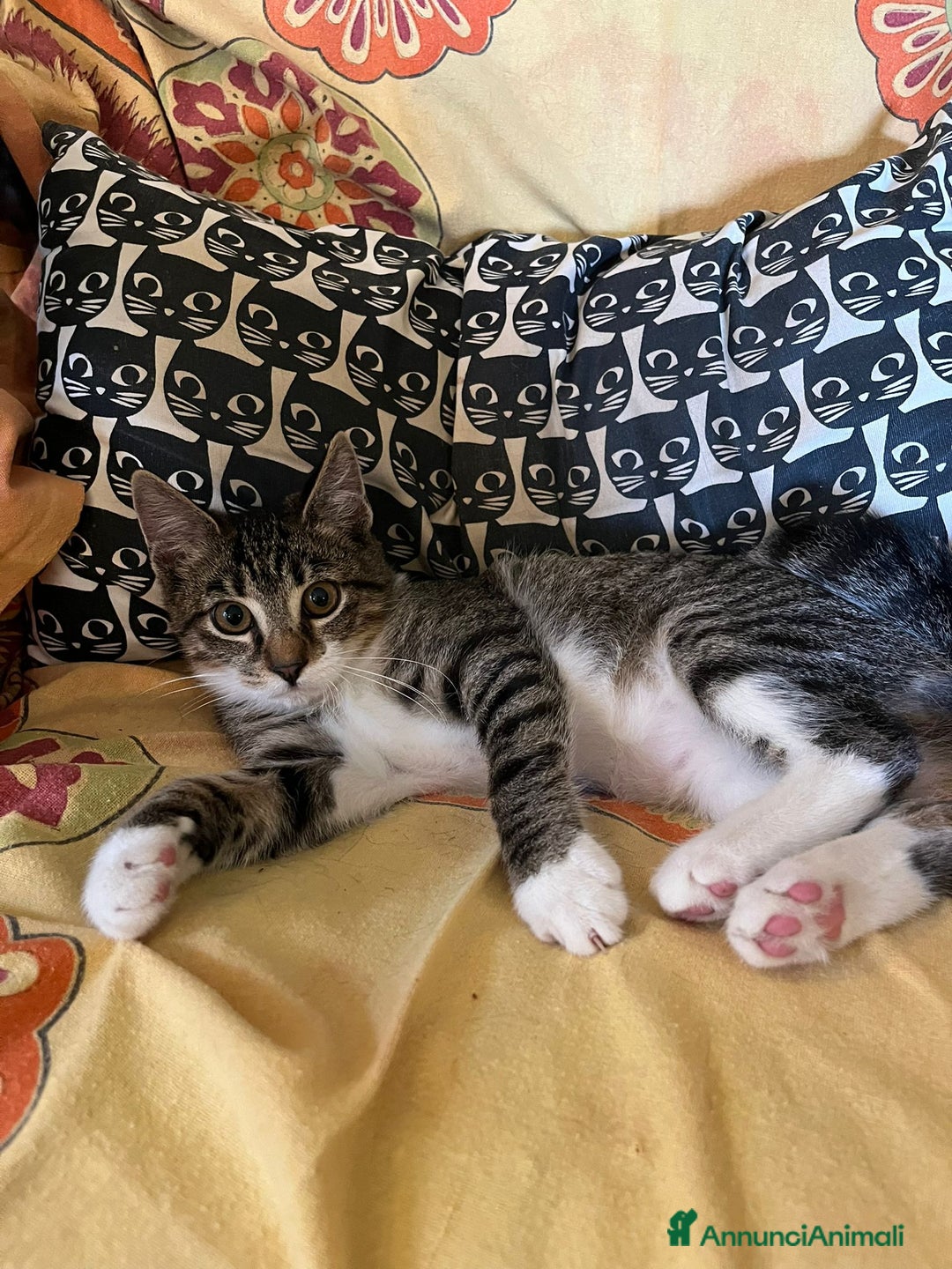 Europeo gatti in regalo: Gattino maschio di 4 mesi - Annuncio 5