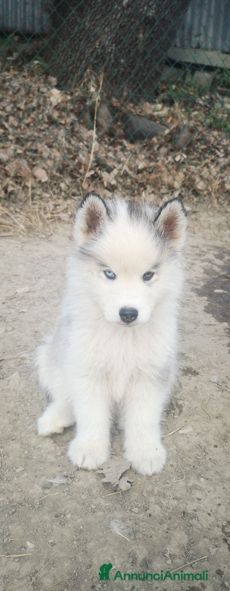 Husky cani Husky - Annuncio 1
