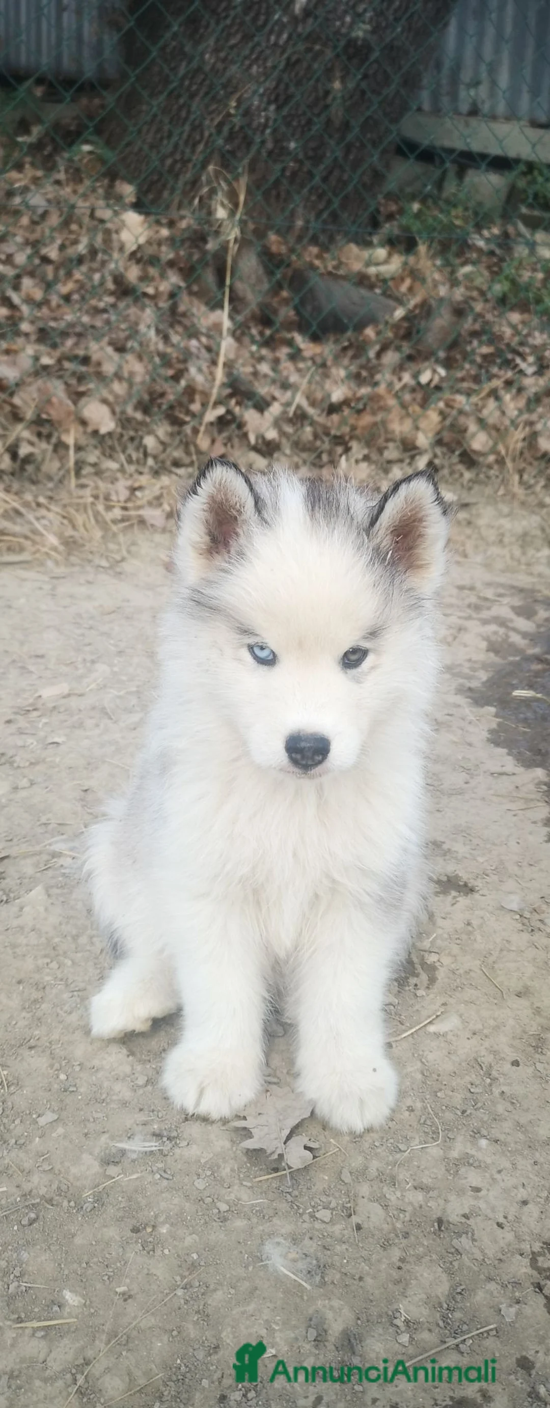 Husky cani in vendita: Husky a Provincia di Perugia - Annuncio 1