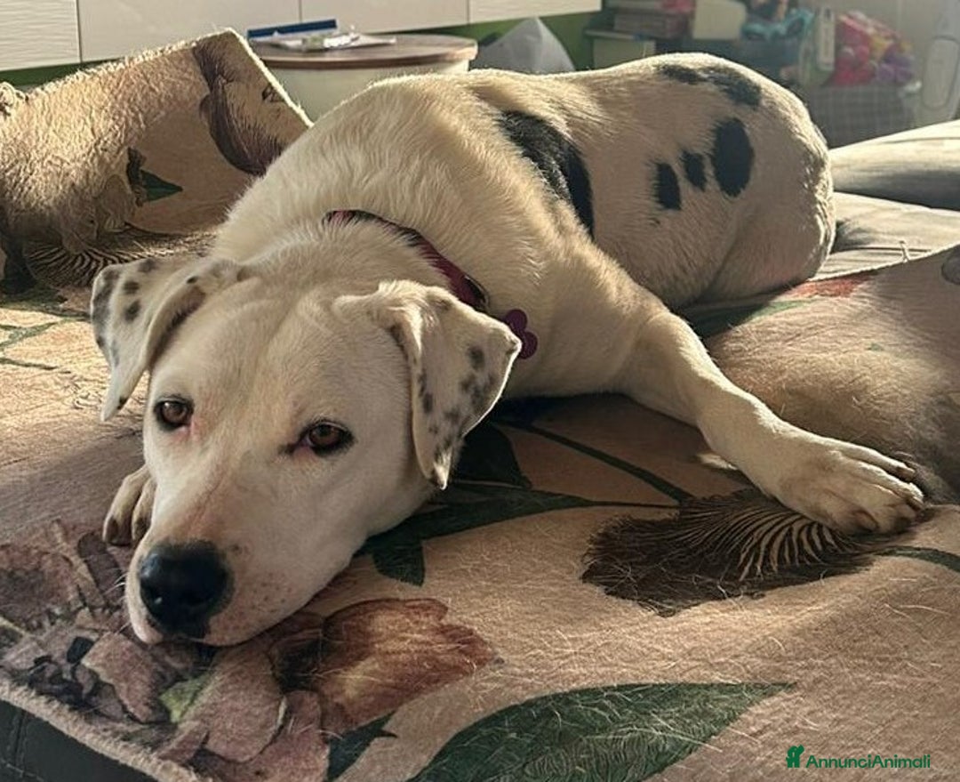 Meticcio cani in regalo: Una possibilità per Pimpa - Annuncio 14