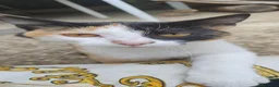 Meticcio gatti in regalo: Due gattine piccole  a Provincia di Avellino - Annuncio 4