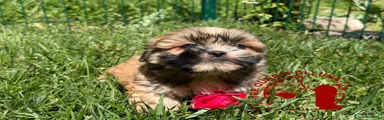 Maltipoo 1