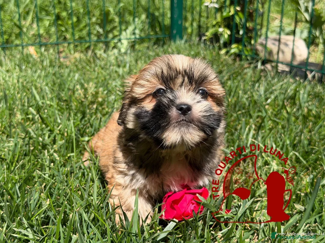 Maltipoo cani in vendita: Maltipoo Barboncino Lhasa Apso Tre Quarti di Luna - Annuncio 1