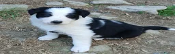 Border Collie cani in vendita: Border collie linea da lavoro - Annuncio 3