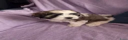 Shih Tzu cani in vendita: Cuccioli maschietti 2 vendesi - Annuncio 3