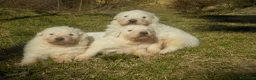 Pastore Maremmano cani in vendita: Spettacolari cuccioli di Pastore Abruzzese  - Annuncio 28