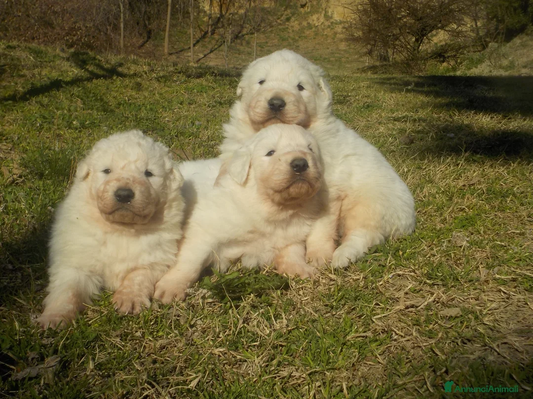 Pastore Maremmano cani in vendita: Spettacolari cuccioli di Pastore Abruzzese  - Annuncio 28