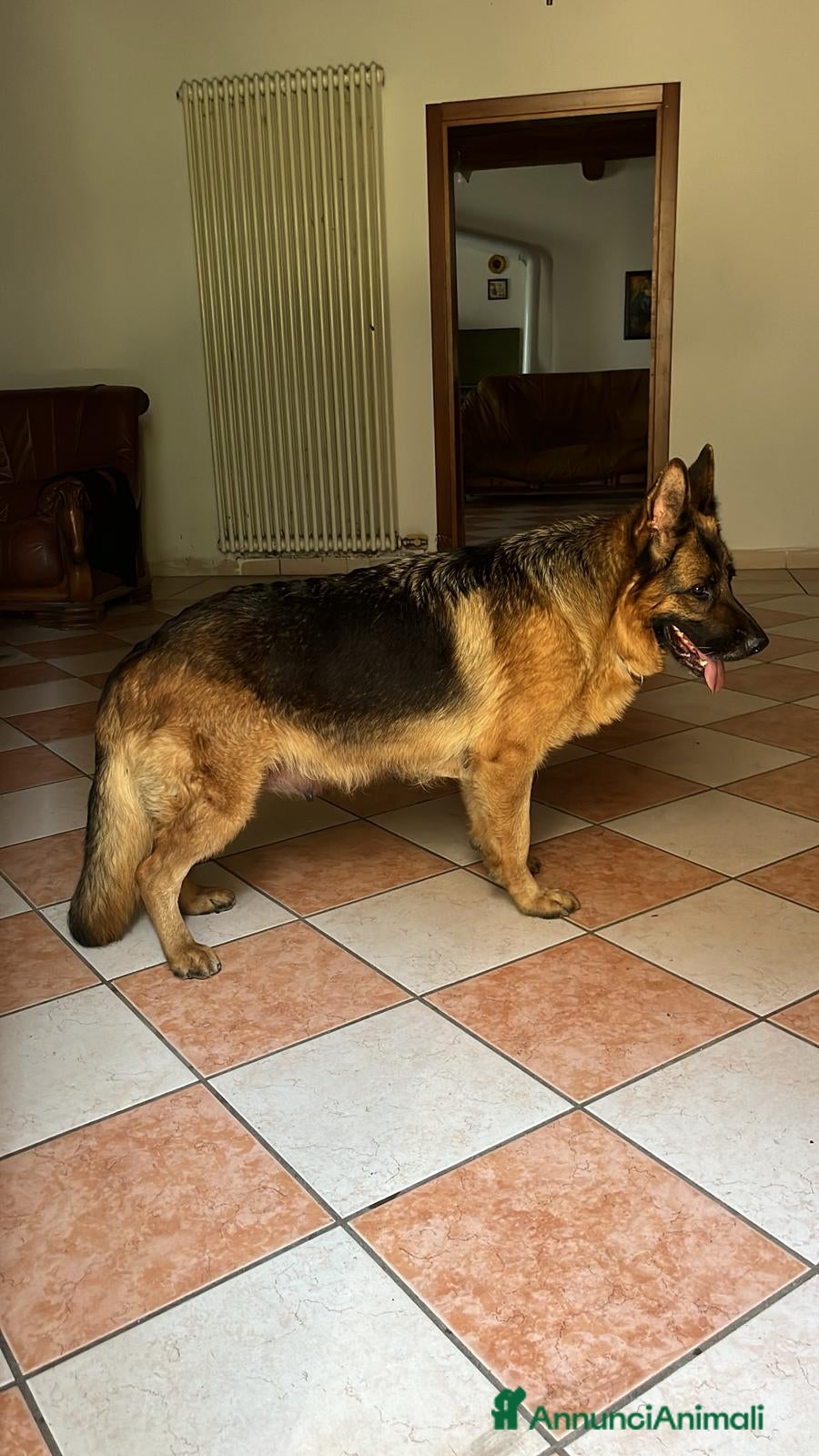 Pastore Tedesco cani 7 Cuccioli Pastore Tedesco con Pedigree ENCI - Annuncio 2