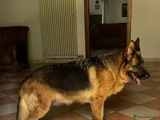 Pastore Tedesco cani 7 Cuccioli Pastore Tedesco con Pedigree ENCI - Annuncio 2