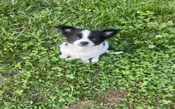 Chihuahua cani in vendita: Femmina pedigree pelo lungo a Provincia di Reggio Emilia - Immagine 4