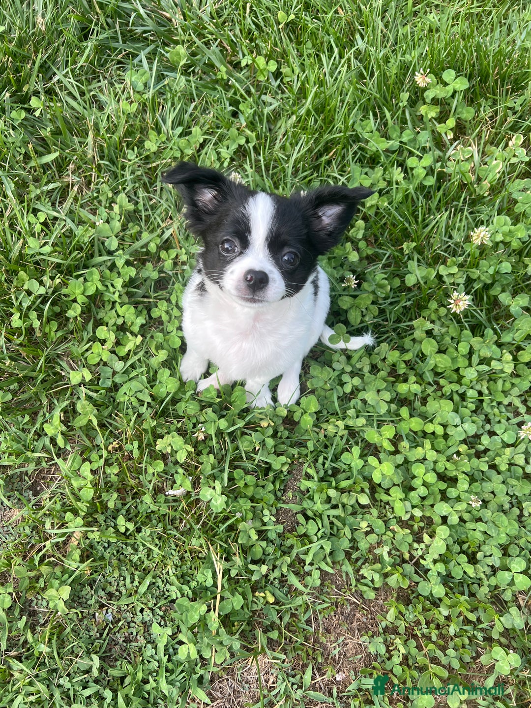 Chihuahua cani in vendita: Femmina pedigree pelo lungo a Provincia di Reggio Emilia - Immagine 4