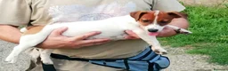 Jack Russell cani in vendita: Cucciolata jack Russell terrier con pedigree  - Annuncio 7