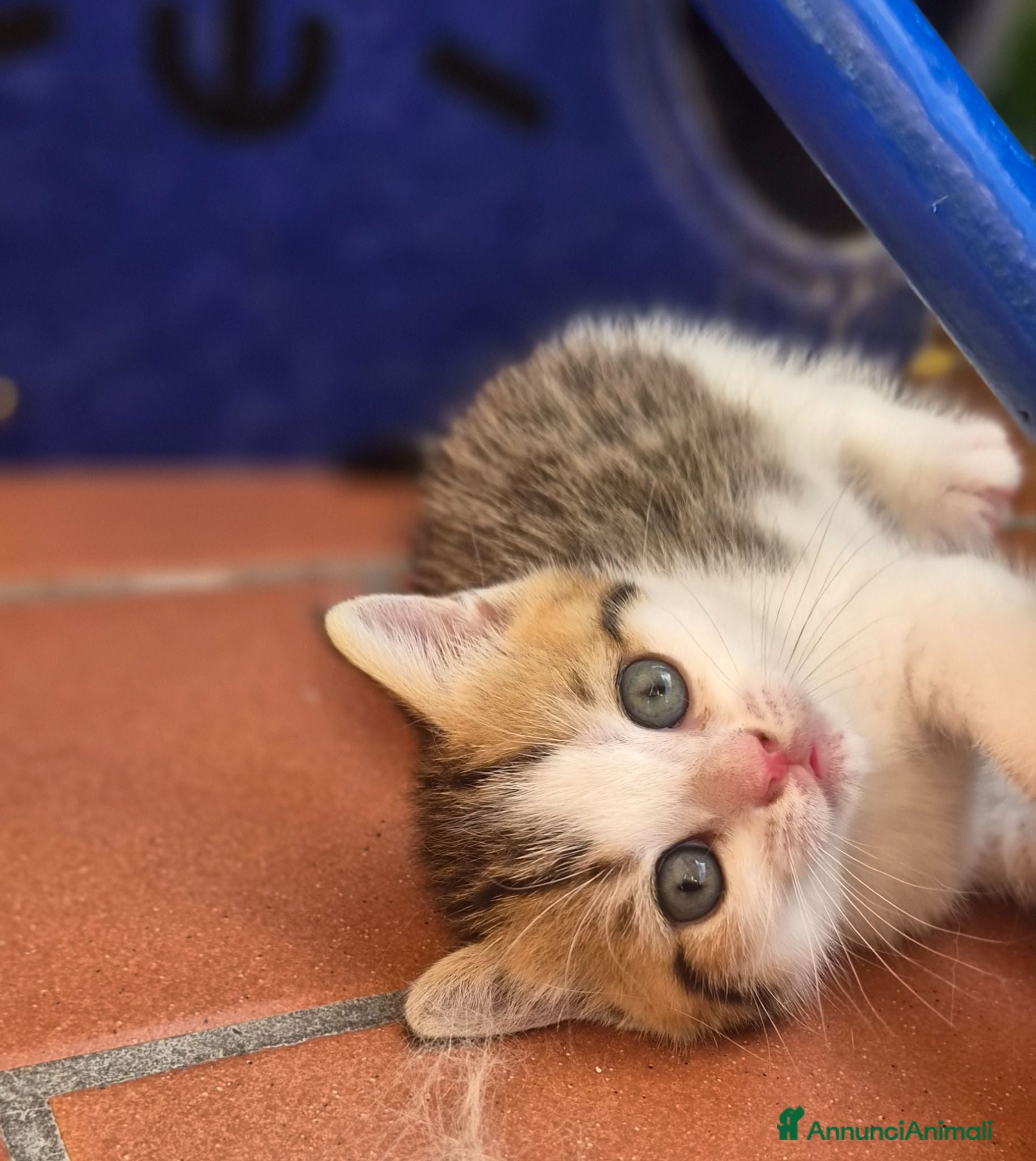 British gatti British shorthair  - Annuncio 2