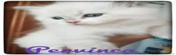 Siberiano gatti in vendita: Disponibili cuccioli di Siberiani Neva Masquerade  - Annuncio 3