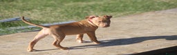 Pitbull cani in vendita: Cuccioli Pit Bull con Pedigree anche a rate - Annuncio 3
