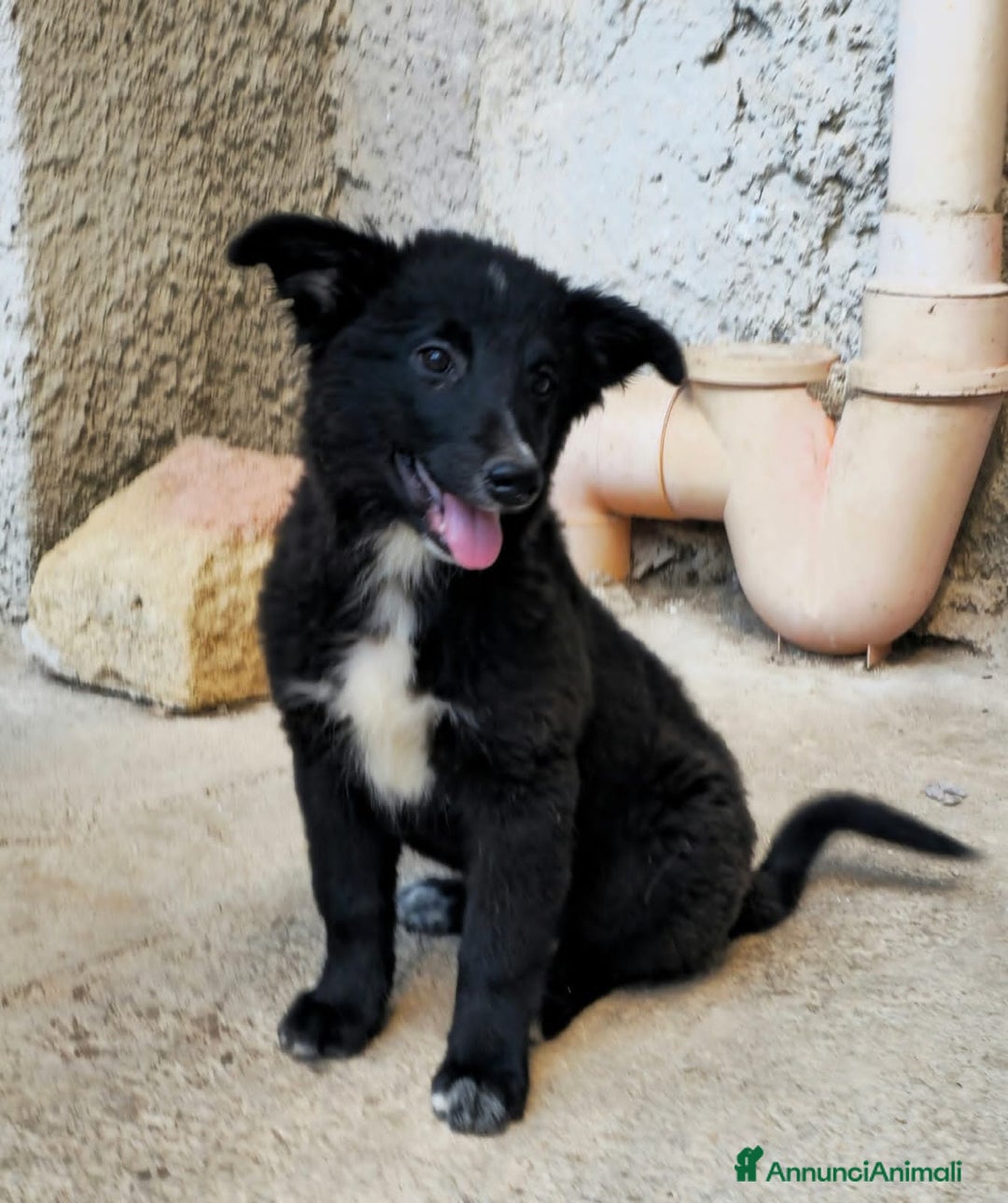 Altre razze cani in regalo: argo e zeus - Annuncio 3