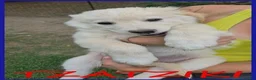 Meticcio cani in regalo: TZATZIKI VISPO CUCCIOLO 2 MESI - Annuncio 1