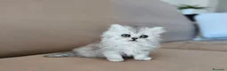 Persiano gatti in vendita: Cucciola persiana  - Annuncio 10