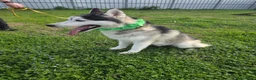 Husky cani in regalo: Siberius, husky, in canile - Annuncio 6