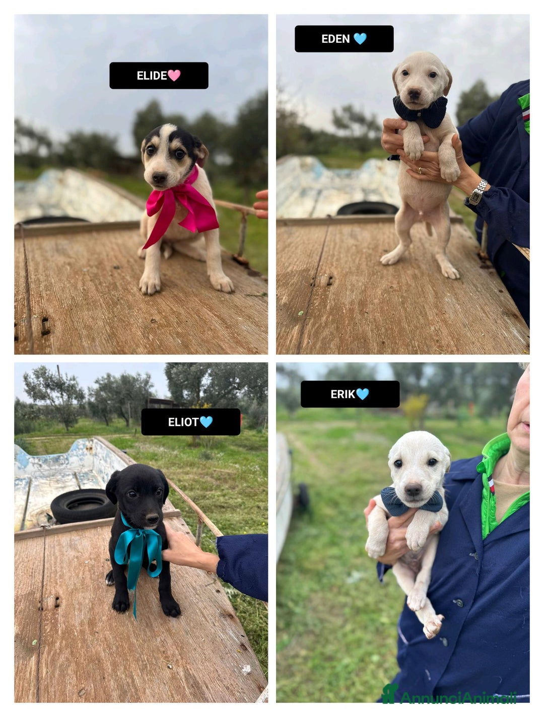 Altre razze cani in regalo: ELIDE, EDEN, ELIOT ED ERIK - Annuncio 1