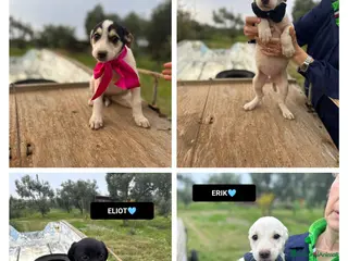 Altre razze cani ELIDE, EDEN, ELIOT ED ERIK - Annuncio 32