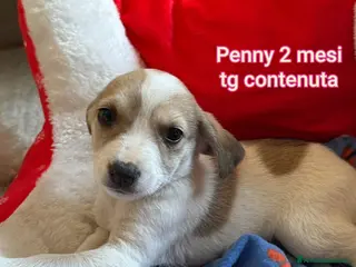 Meticcio cani CUCCIOLI ABBANDONATI: EMERGENZA - Annuncio 38