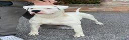 Dogo Argentino cani in vendita: CUCCIOLI DOGO ARGENTINO - Annuncio 5
