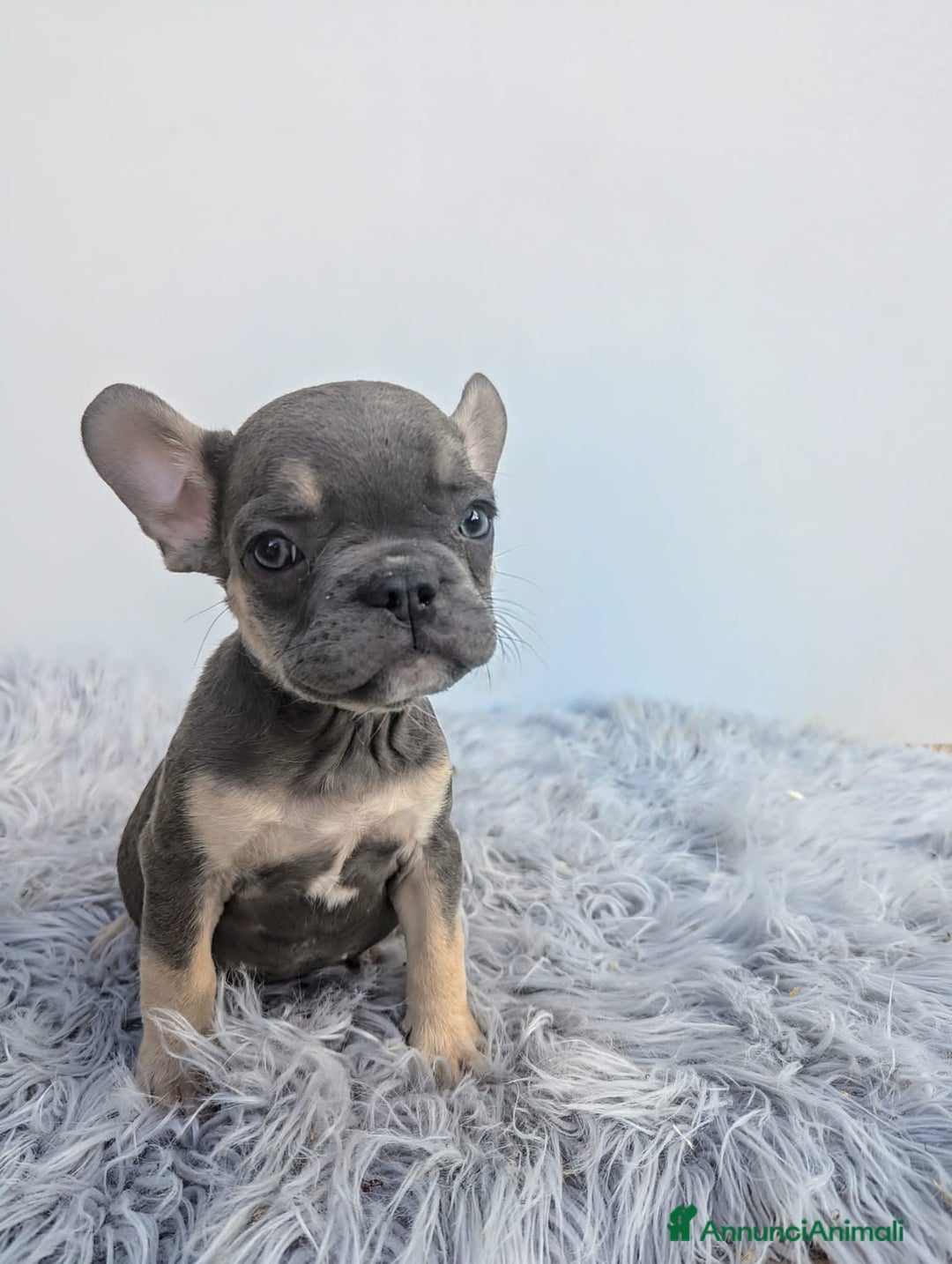 Bulldog Francese cani in vendita: Bulldog francese cuccioli - Annuncio 2