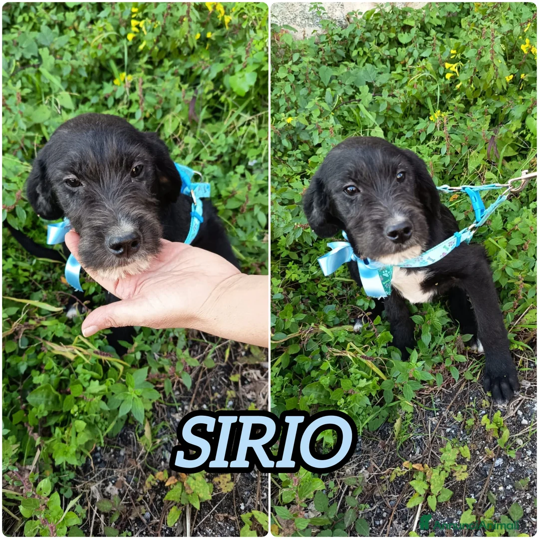 Meticcio cani in regalo: UNA MAMMA PER SIRIO - Annuncio 4