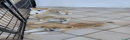 Akita Inu cani in vendita: Cuccioli di Akita giapponese  - Annuncio 2