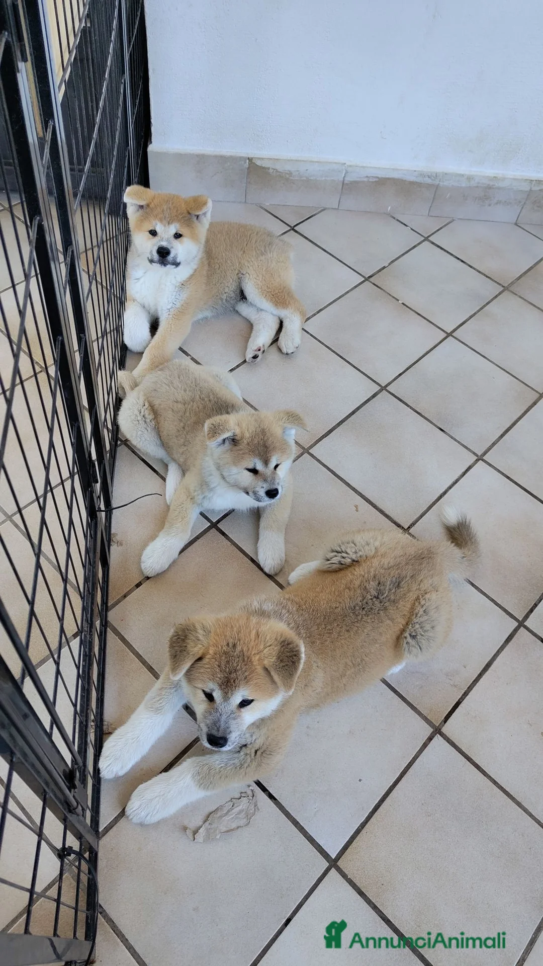 Akita Inu cani in vendita: Cuccioli di Akita giapponese  - Annuncio 2