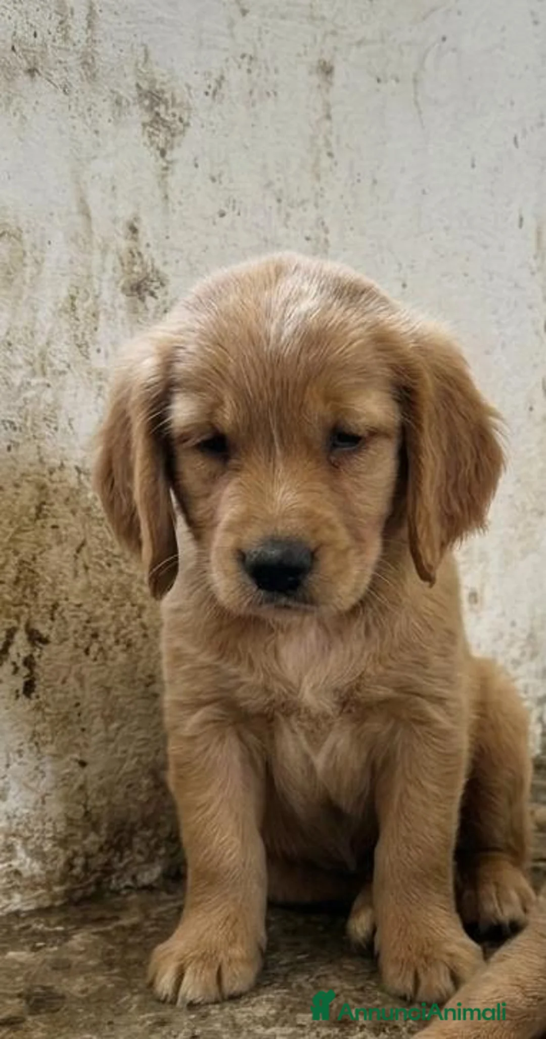 Meticcio cani in regalo: Cookie e Sinner - Annuncio 2