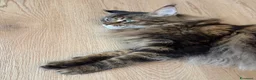 Maine Coon gatti in vendita: maine coon 7 anni - Annuncio 8