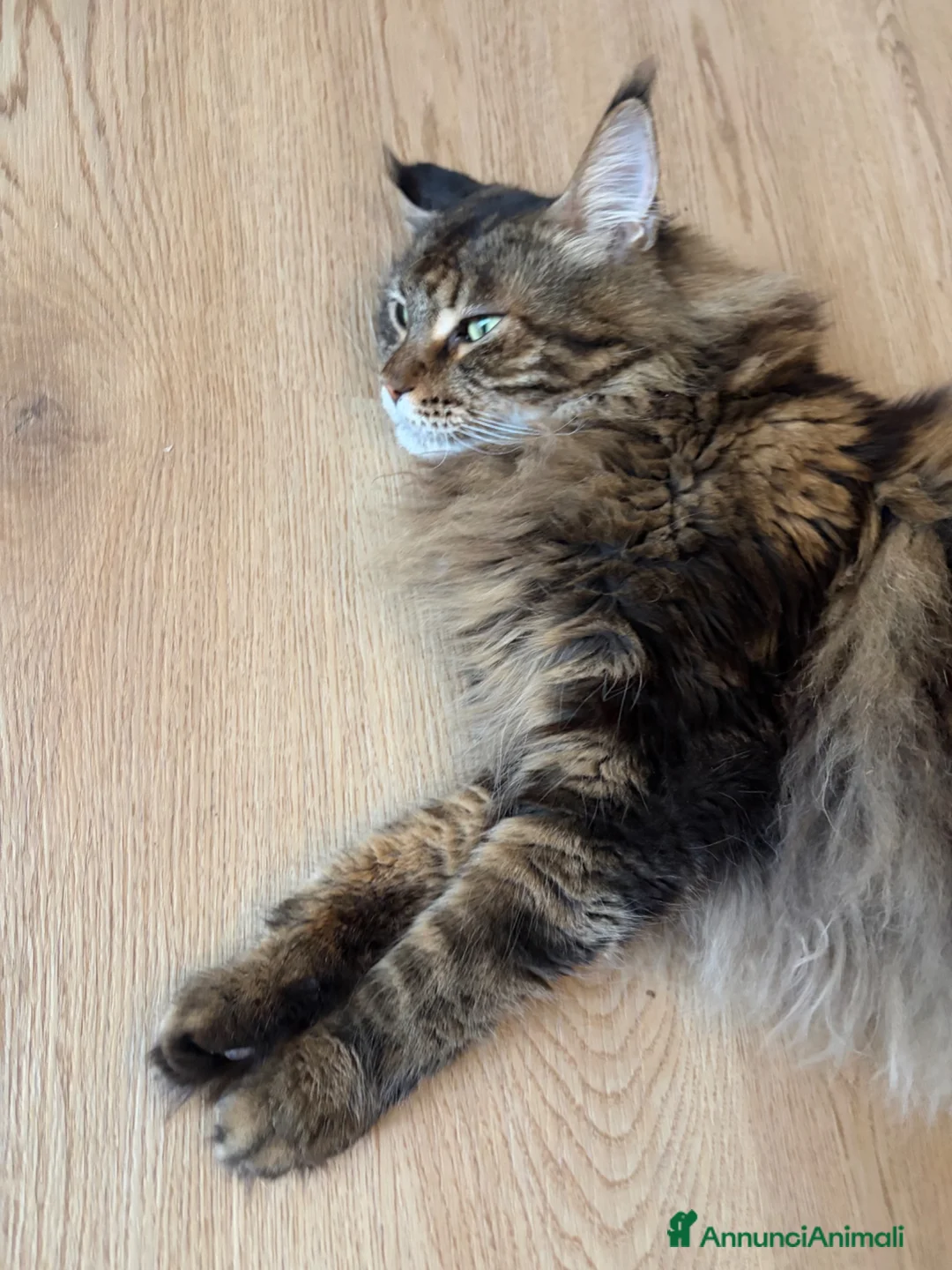 Maine Coon gatti in vendita: maine coon 7 anni - Annuncio 8